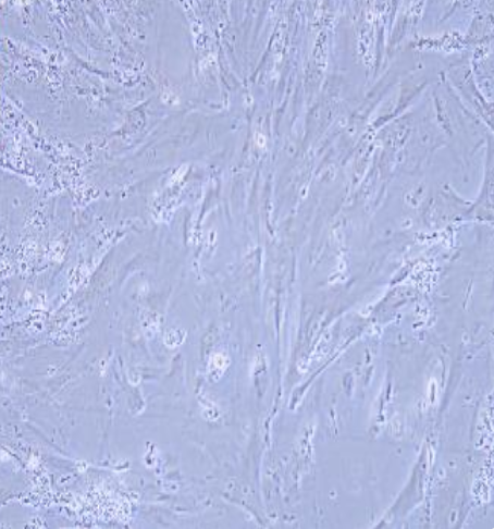 CCD841 CON 人正常结肠上皮细胞（有限细胞系）（STR鉴定）