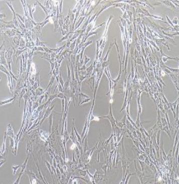 3T3-L1 小鼠胚胎成纤维细胞（种属鉴定）