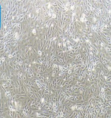 3D4/21 猪肺泡巨噬细胞(种属鉴定）
