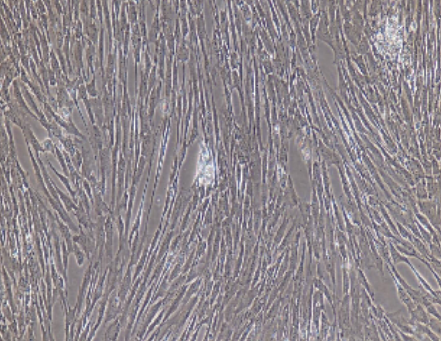 兔原代胸腺成纤维细胞